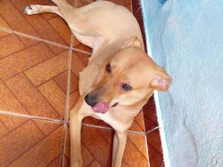 Adoção de Cachorro Guarulhos/SP | Amendoim | 1 ano | Raça SRD | tamanho Grande