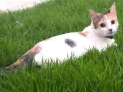 Gato Sem raça definida Medio 7-a-11-meses
