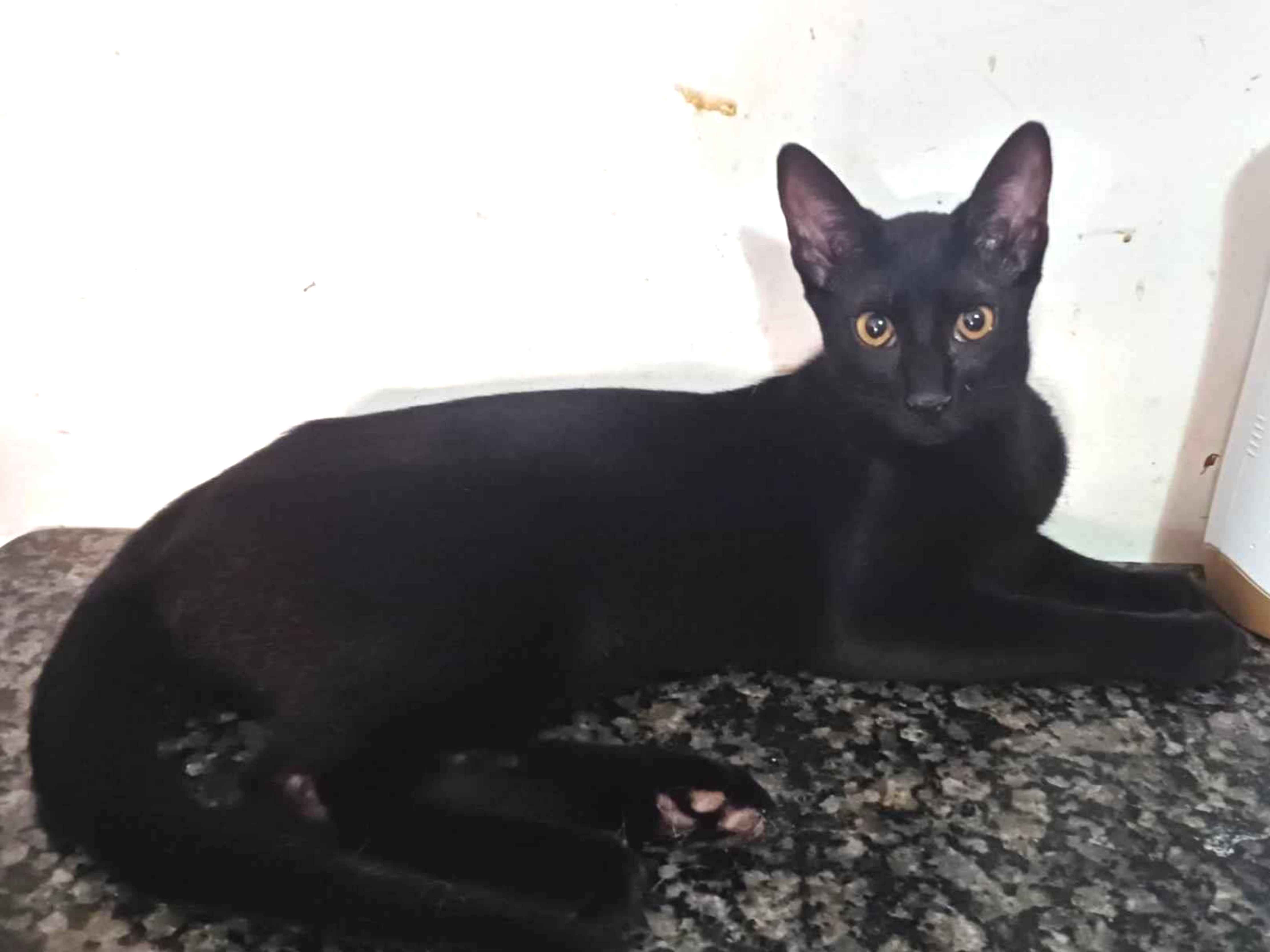 Adoção de Gato Guarulhos/SP | Filhotes | Filhote | Raça SRD | tamanho Pequeno