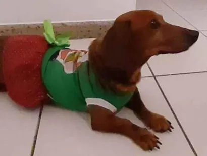 Cao Dachshound Pequeno 6-anos-Acima
