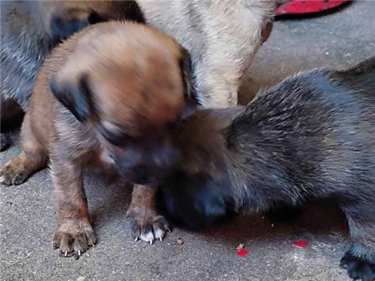Cachorro tamanho Pequeno Ambos Abaixo-de-2-meses para adoção