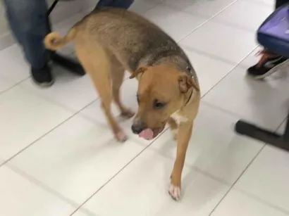 Cao Shar Pei Medio 1-ano