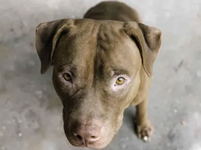 Cao Pit-Bull Pequeno 2-anos