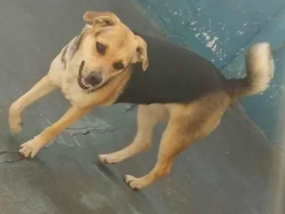 Cao Sem raça  Pequeno 1-ano