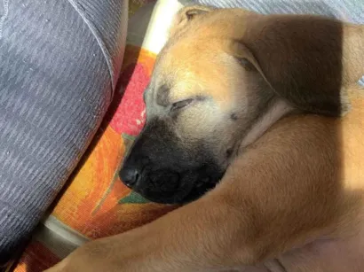 Cao Vira-lata Pequeno 2-a-6-meses