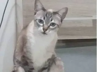 Gato SRD-ViraLata Medio 6-anos-Acima
