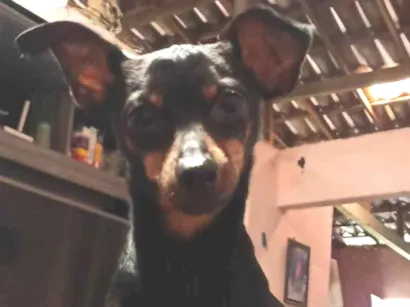 Cao Pinscher Pequeno 5-anos
