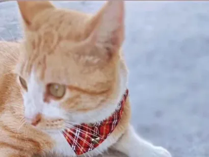 Gato SRD-ViraLata Medio 1-ano