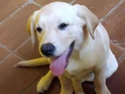Cao Labrador Grande 2-anos