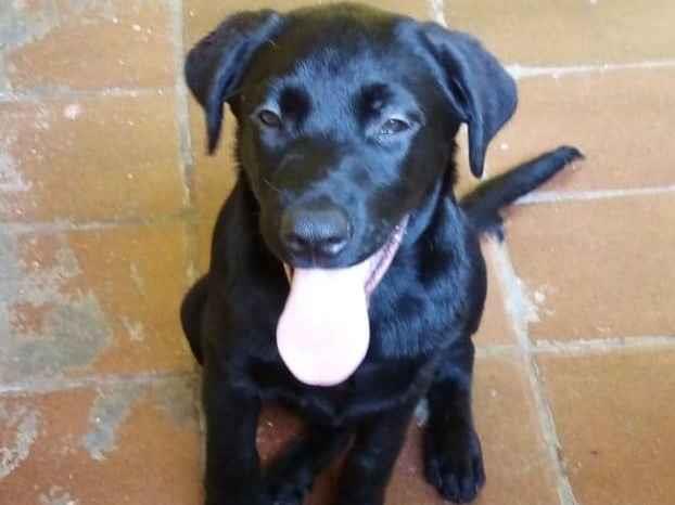 Adoção de Cachorro Guarulhos/SP | Juma | 2 anos | Raça Labrador | tamanho Grande