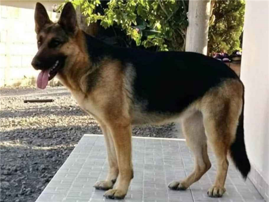 Cachorro tamanho Grande Ambos 1-ano para adoção