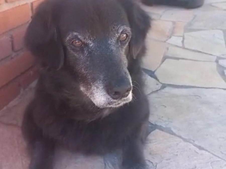 Thor  perdido | foto 4