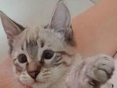 Gato Sialata Pequeno 7-a-11-meses