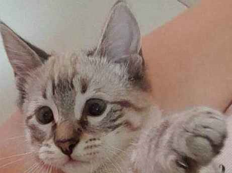 Gato Sialata Pequeno 7-a-11-meses