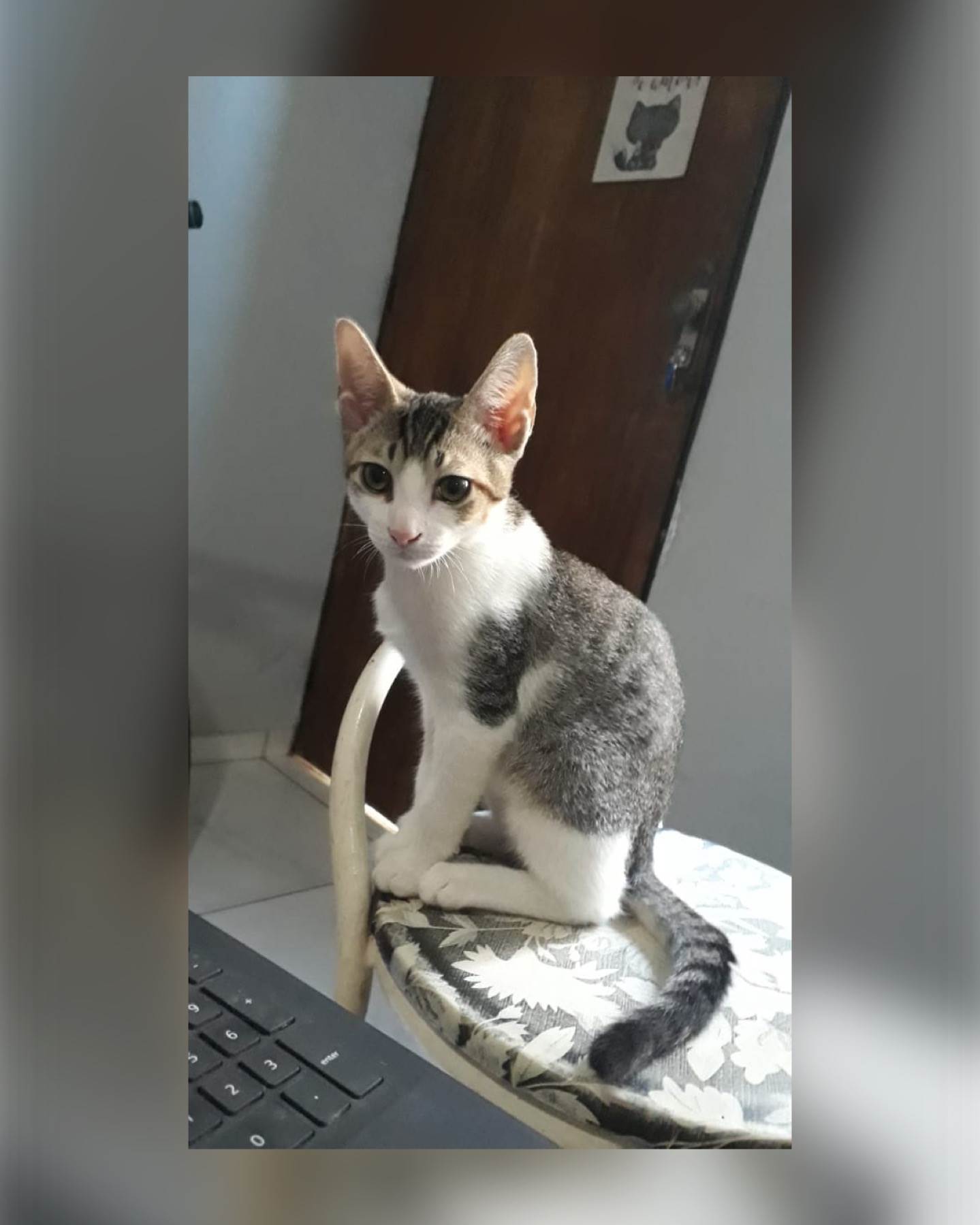 (CASO RESOLVIDO) Ronron  para adoção | foto 9