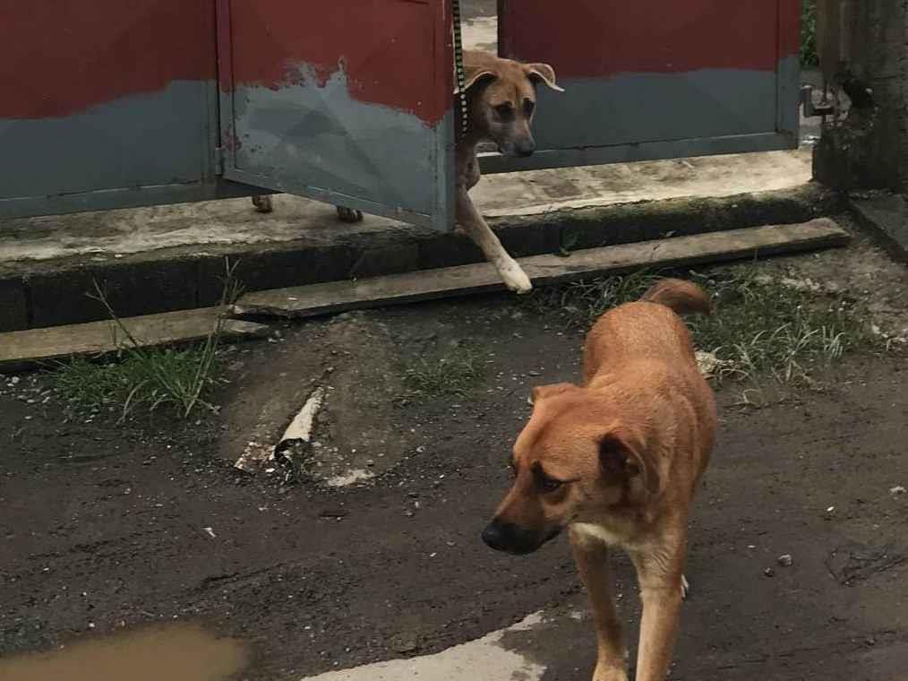 Adoção de Cachorro São Paulo/SP | Não tem nome | Filhote | Raça Pitbull com SRD | tamanho Médio