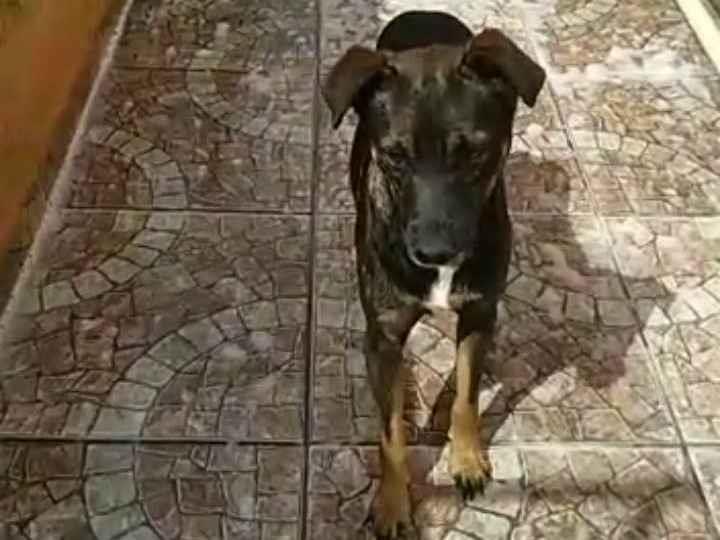 Adoção de Cachorro São Paulo/SP | Boo | 3 anos | Raça poodle | tamanho Médio