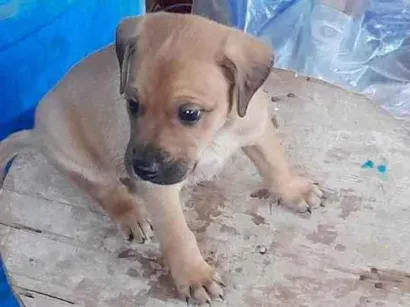 Cao SRD-ViraLata Medio Abaixo-de-2-meses