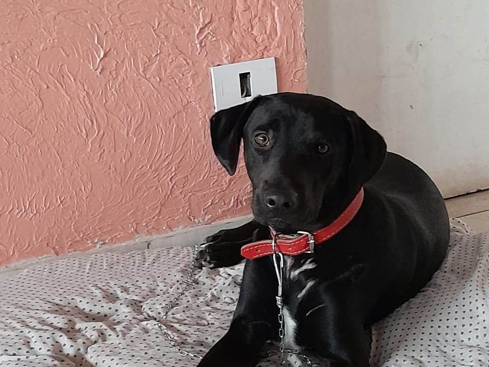 Adoção de Cachorro São Paulo/SP | FLOQUINHA | 4 anos | Raça Labrador | tamanho Grande