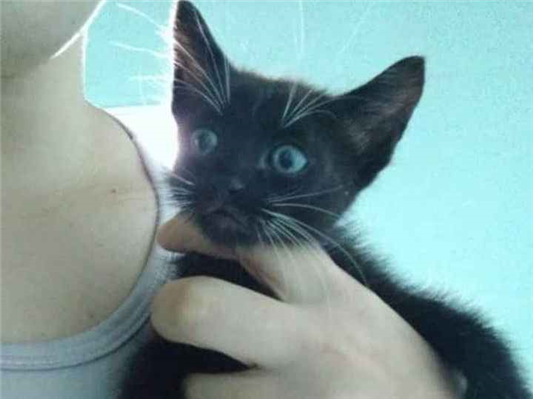 Gato Gato bicolor  Pequeno Abaixo-de-2-meses