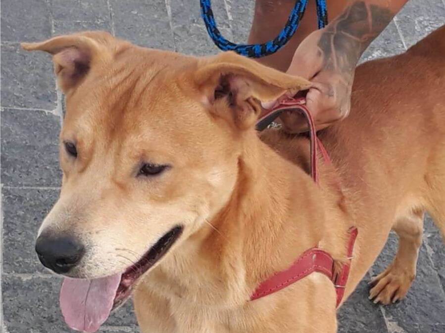 Adoção de Cachorro São Paulo/SP | Mel | 2 anos | Raça Pit Bull | tamanho Médio