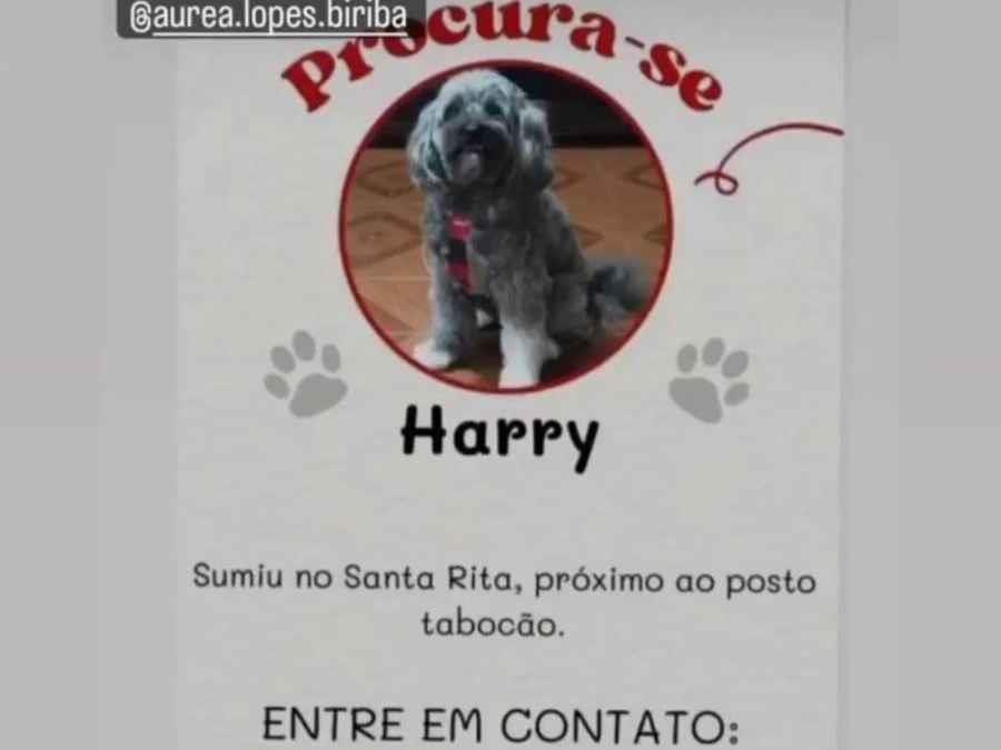 Harry  perdido | foto 1