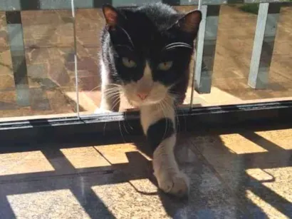 Gato Gato Medio 6-anos-Acima