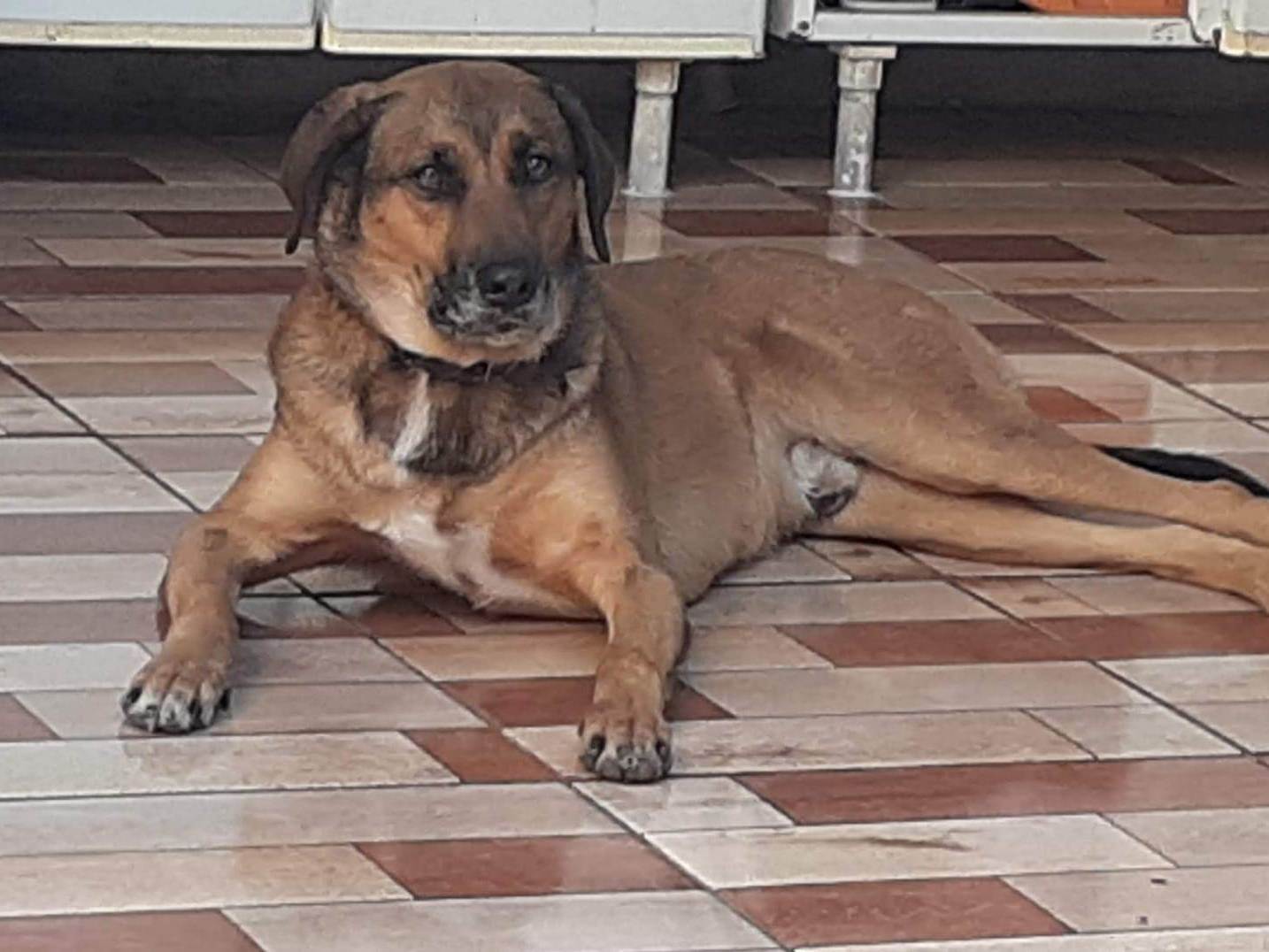Adoção de Cachorro Cubatão/SP | MARLEY | 5 anos | Raça SRD-ViraLata | tamanho Médio