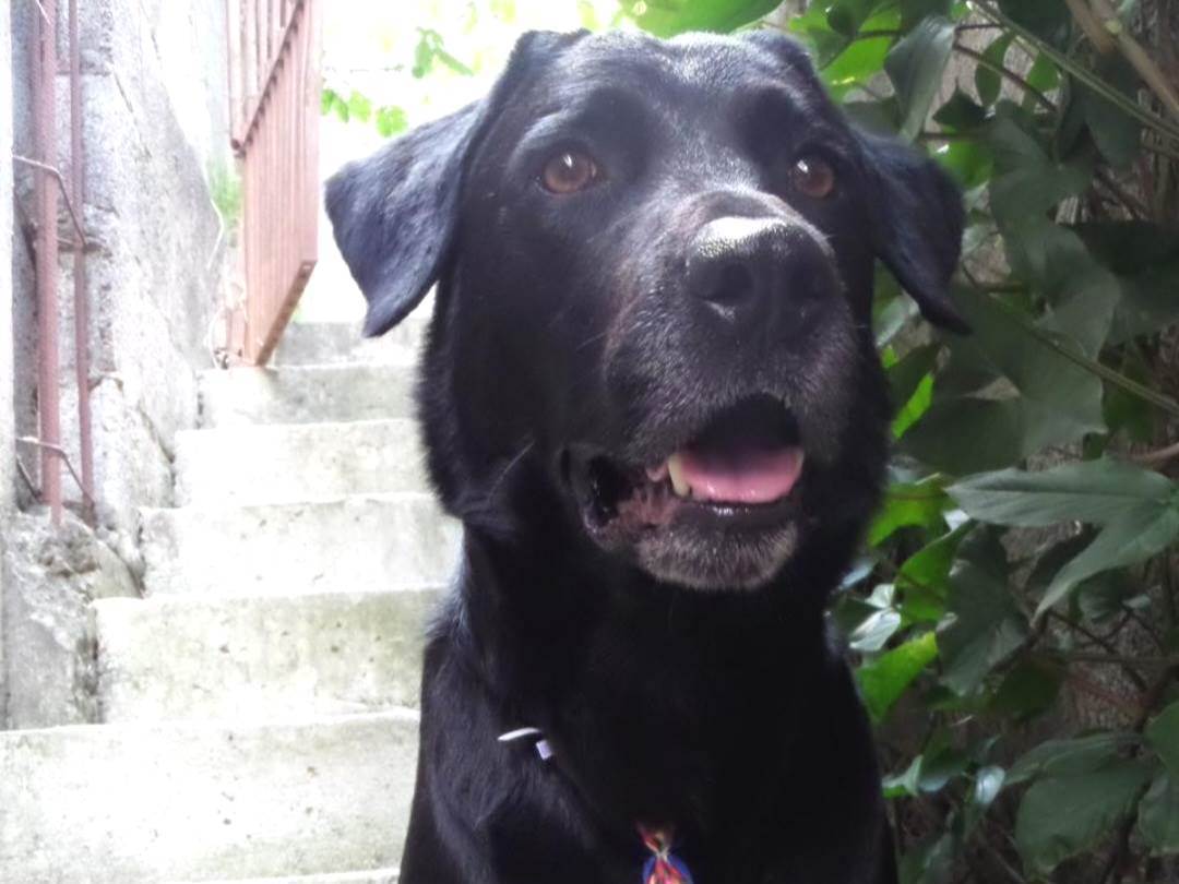 Adoção de Cachorro São Paulo/SP, Bolt, 4 anos, Raça Mistura fila com  labrador