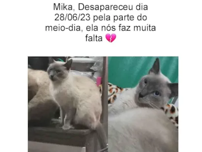 Gato Siamês  Medio 5-anos
