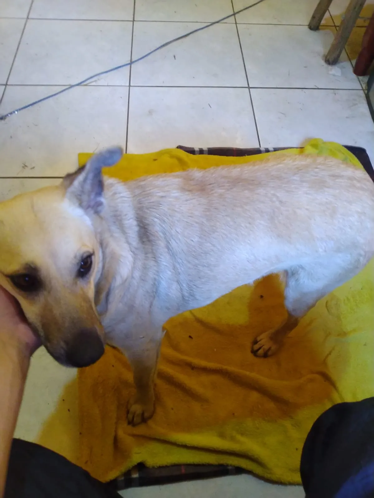 Cachorro Encontrado Mairinque/SP | Sem Nome | 1 ano | Raça SRD-ViraLata | tamanho Médio | foto 3