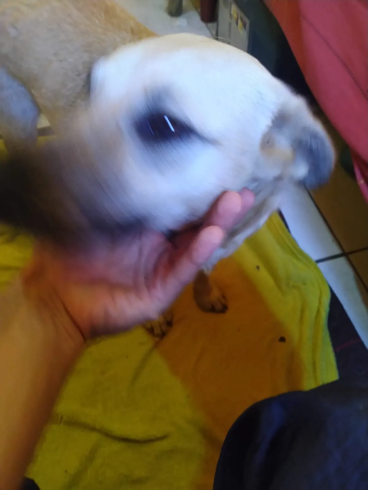 Cachorro Encontrado Mairinque/SP | Sem Nome | 1 ano | Raça SRD-ViraLata | tamanho Médio | foto 4
