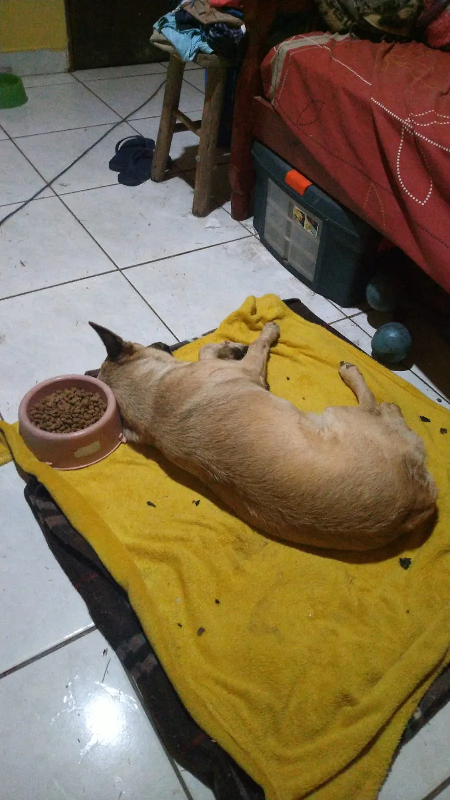 Cachorro Encontrado Mairinque/SP | Sem Nome | 1 ano | Raça SRD-ViraLata | tamanho Médio | foto 7