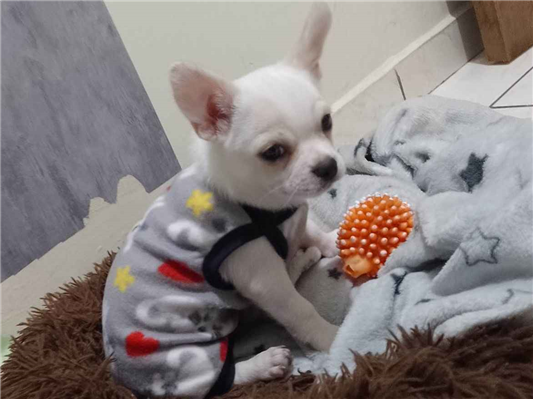 Cao Chihuahua Pequeno 7-a-11-meses