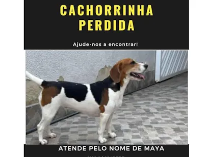 Cao Beagle Medio 3-anos