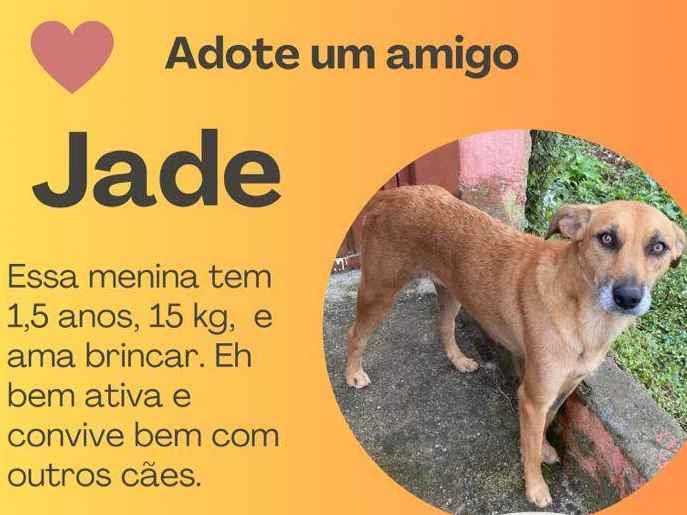 Adoção de Cachorro São Paulo/SP | Gracinha | 2 anos | Raça SRD | tamanho Médio
