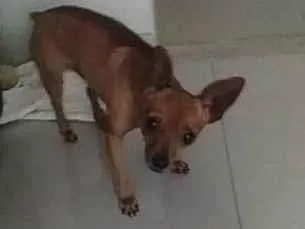 Cao Pinscher Pequeno 3-anos