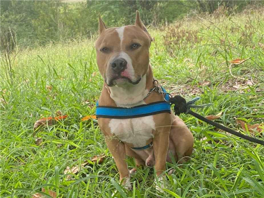Cao Pit-Bull Pequeno 2-anos