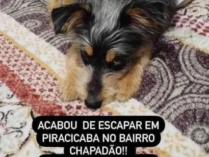 Cao Srd Medio 1-ano