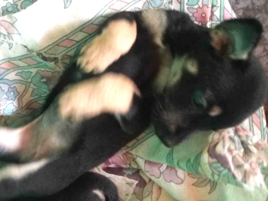 Cao Labrador com vira lata  Pequeno Abaixo-de-2-meses
