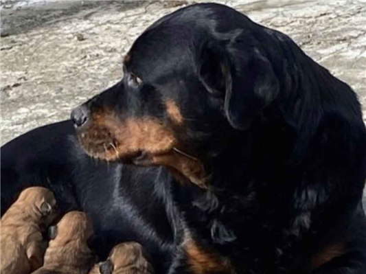 Cachorro tamanho Grande Femea 4-anos para adoção