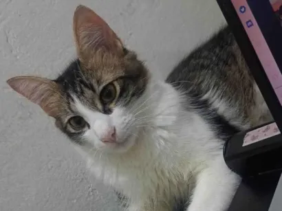 Gato  Pequeno 7-a-11-meses