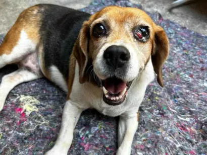 Cao BEAGLE Medio 6-anos-Acima