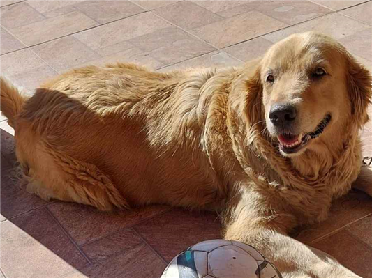 Cachorro tamanho Grande Ambos 5-anos para adoção