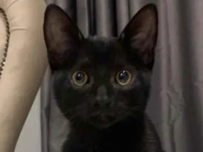 Gato SRD-ViraLata Medio 7-a-11-meses