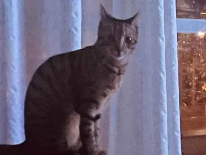 Gato SRD-ViraLata Pequeno 7-a-11-meses