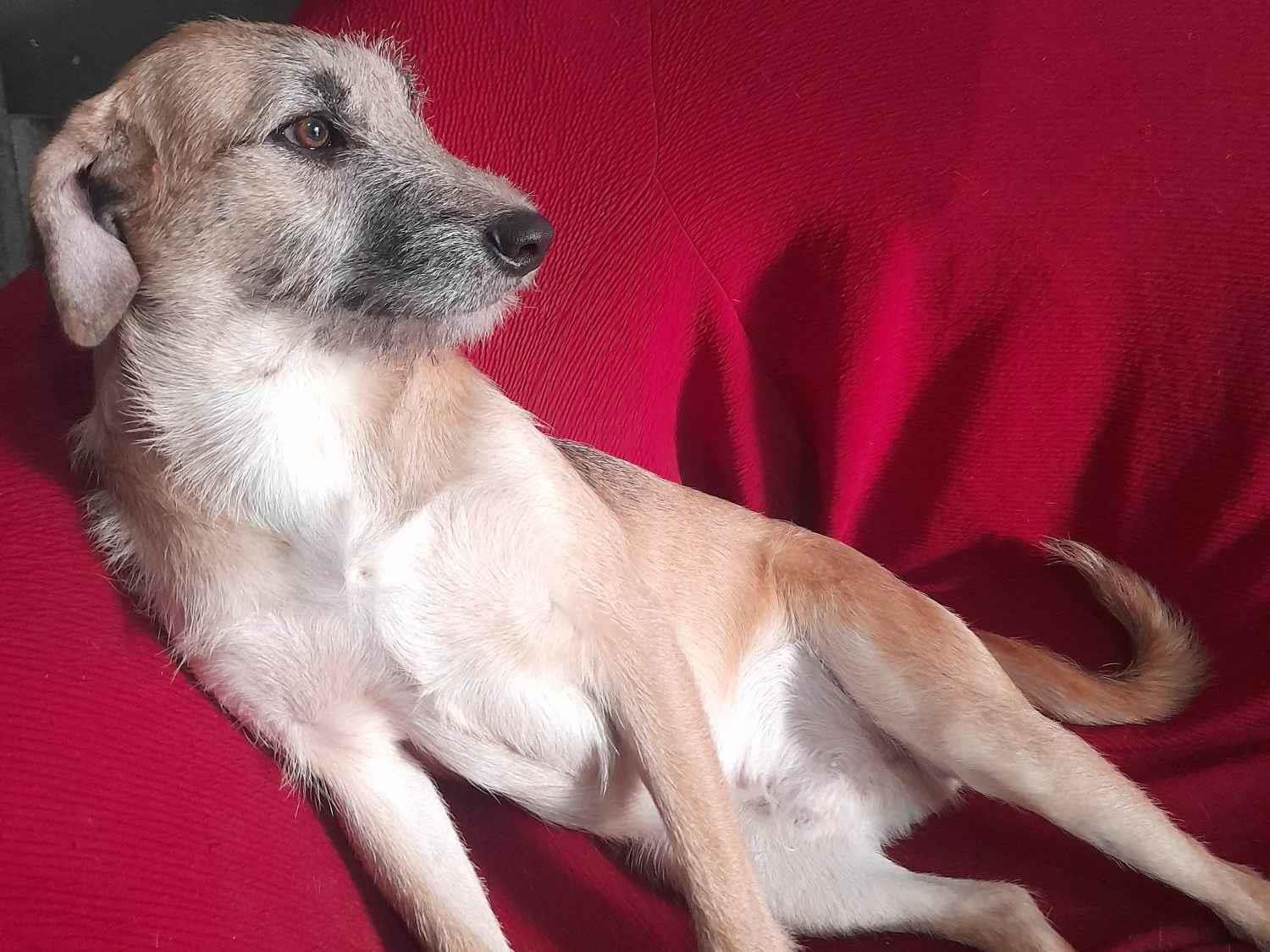 Adoção de Cachorro São Paulo/SP | Cecilia | 1 ano | Raça Srd | tamanho Médio