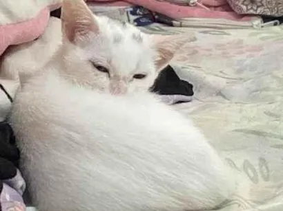 Gato vira lata Pequeno 7-a-11-meses