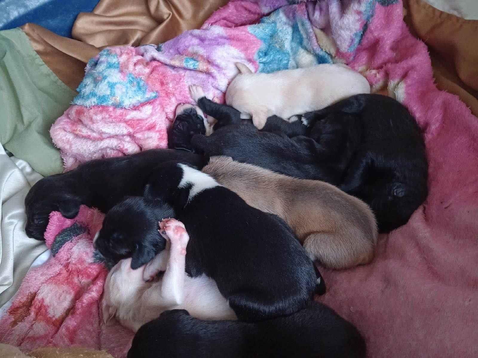 Cachorro Encontrado Mandirituba/PR | 7 machos e 2 femeas | Filhote | Raça SRD-ViraLata | tamanho Médio