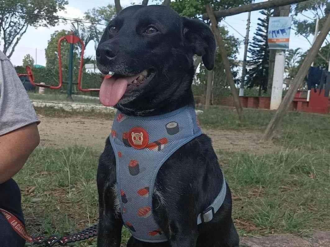 Adoção de Cachorro São Paulo/SP | Chico | 3 anos | Raça SRD | tamanho Pequeno